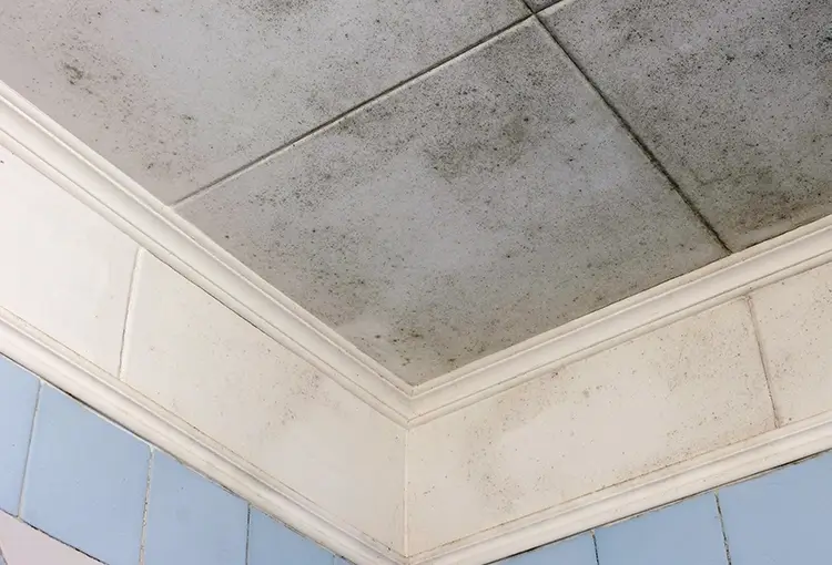 Moldy ceiling and walls in bathroom